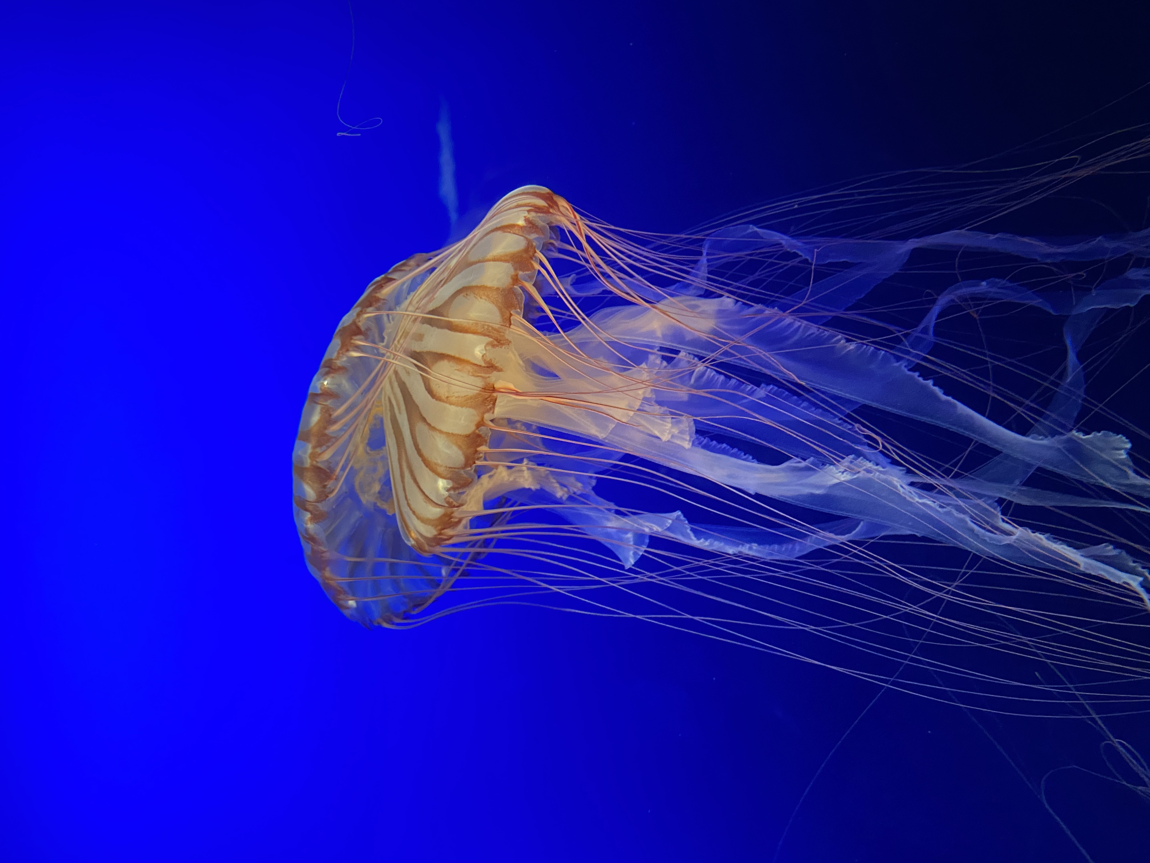 Jellyfish