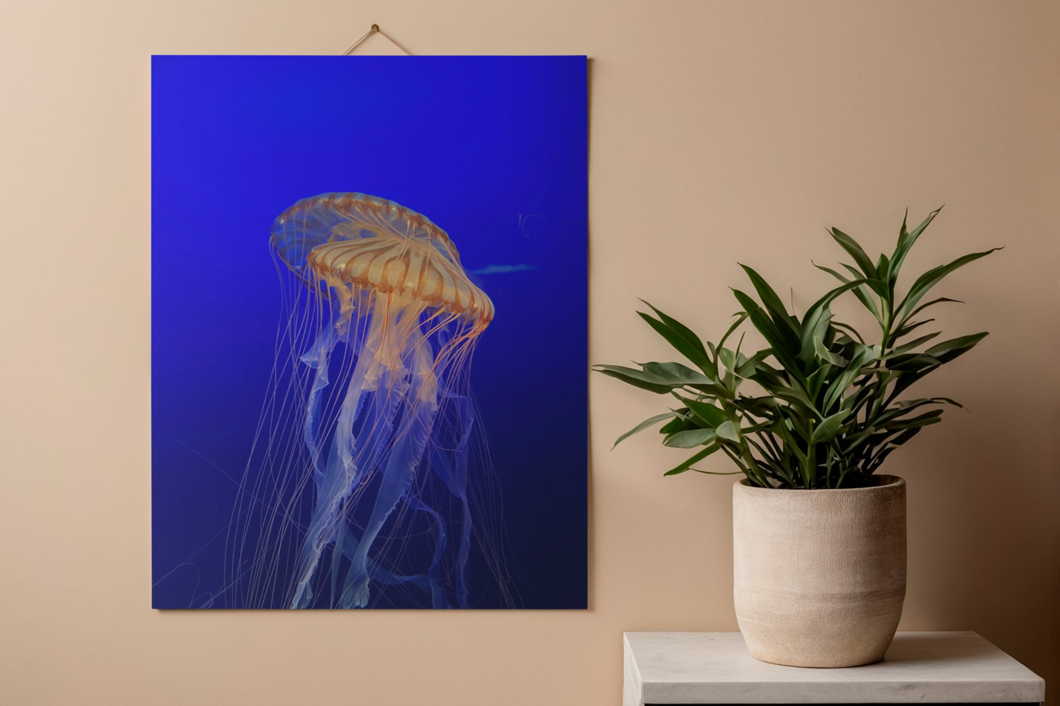 Jellyfish Poster Print